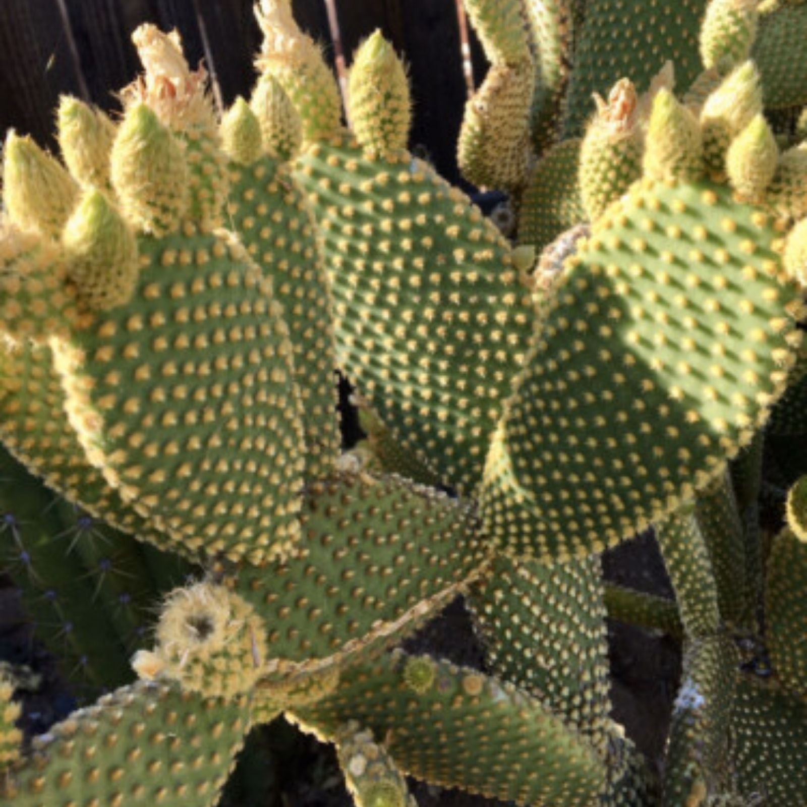 Bunny Ears Cactus Cuttings 3-5" Pack of 5 Opuntia microdasys Succulents Indoor Garden Plant