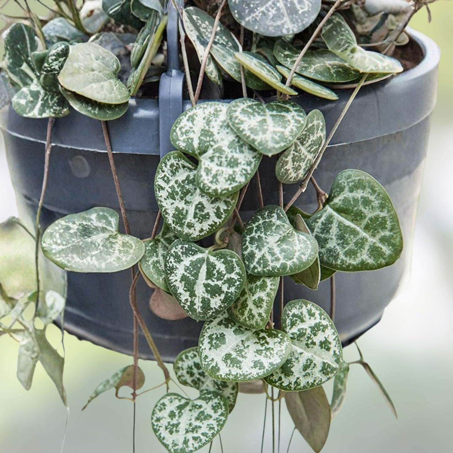 String of Hearts Cuttings 8" - Rosary Vine Ceropegia woodii - Fresh Plant Propagation - Succulent Houseplant Cuttings