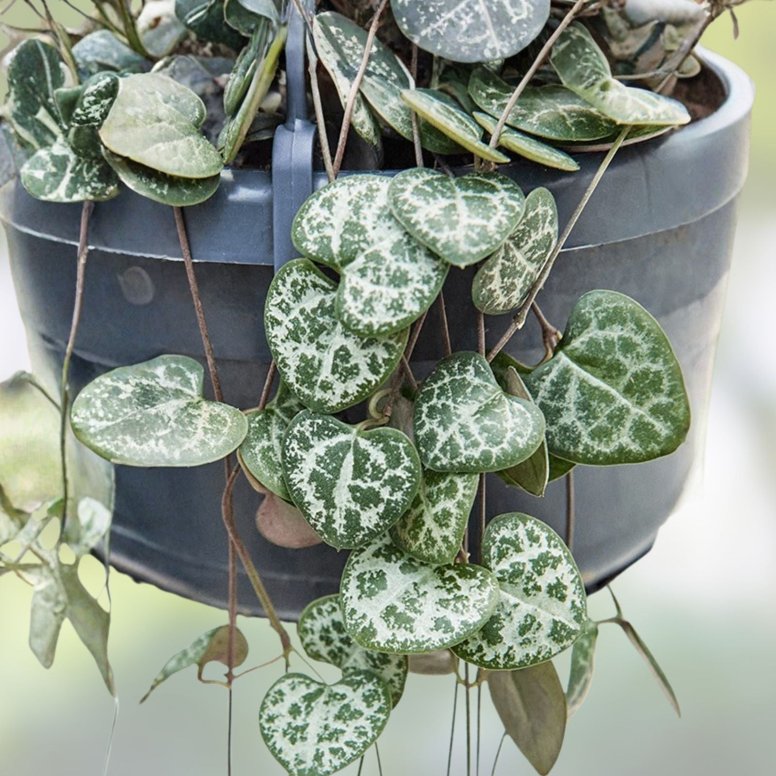 String of Hearts Cuttings 8" - Rosary Vine Ceropegia woodii - Fresh Plant Propagation - Succulent Houseplant Cuttings
