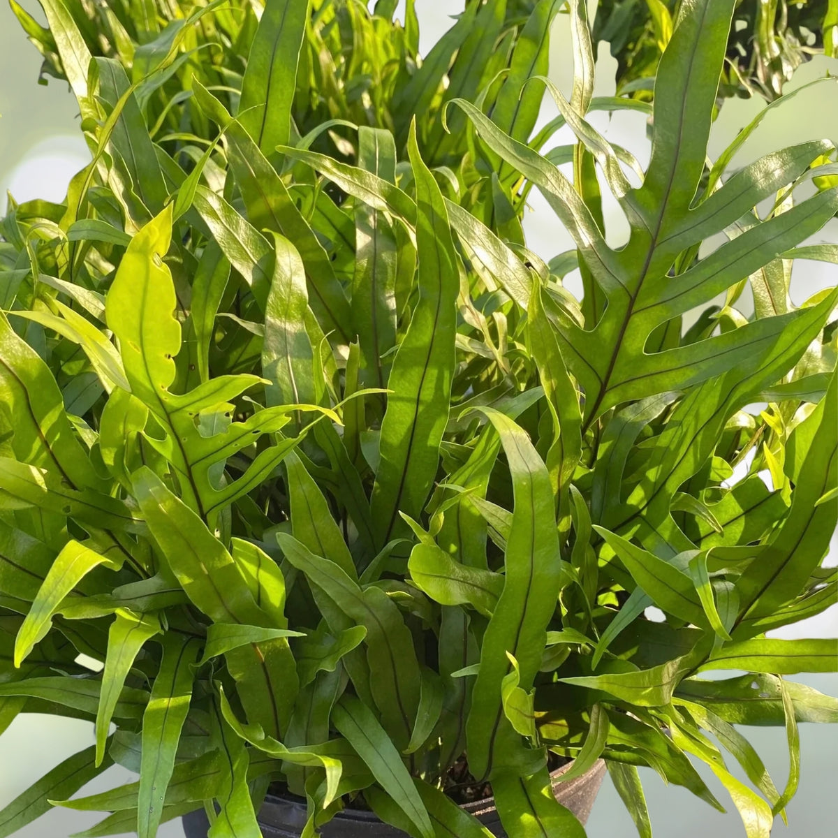 Wart Fern 6" Plant - Hardy Green Fern with Wart-like Growths - Asplenium scolopendrium for Indoor and Outdoor Gardens