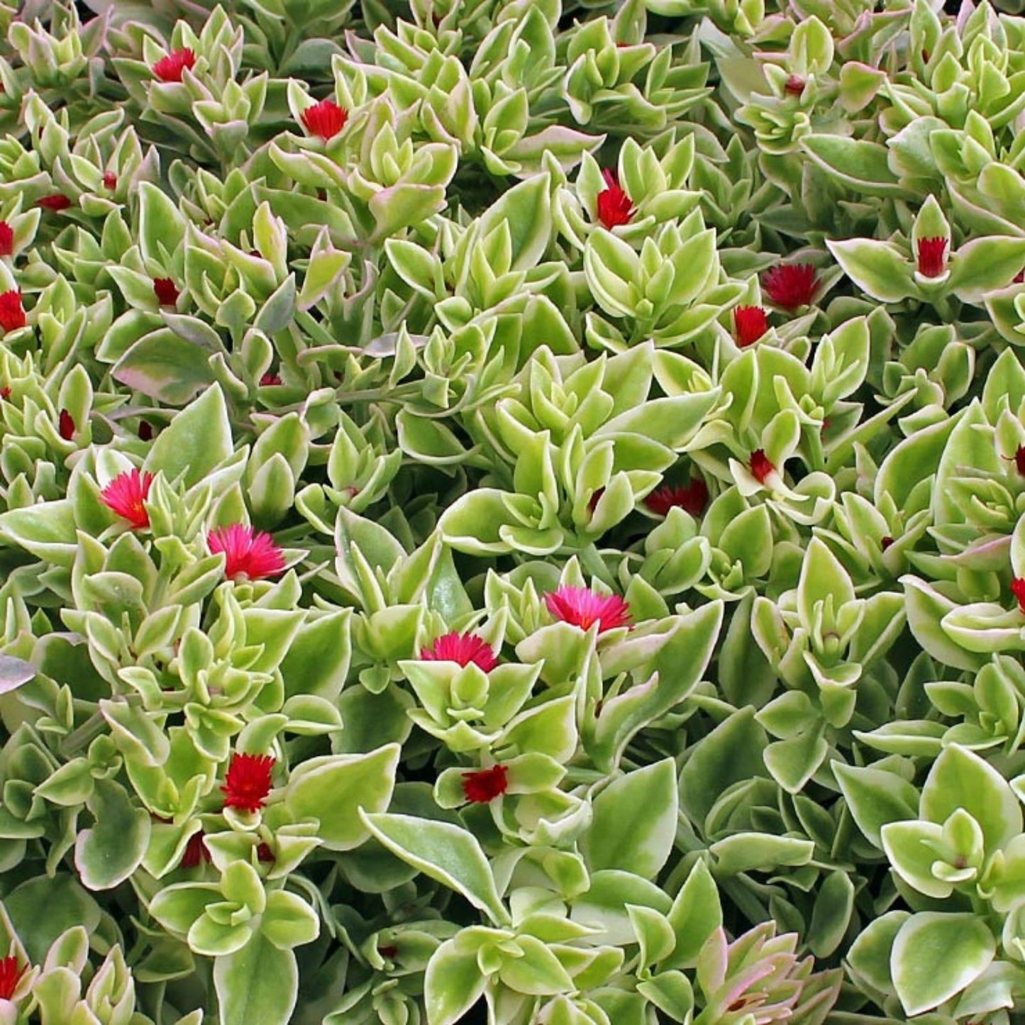 Heartleaf Ice Plant Cuttings 18" Long, Variegata, Drought-Tolerant Succulent, Ground Cover, Mesembryanthemum Cordifolium