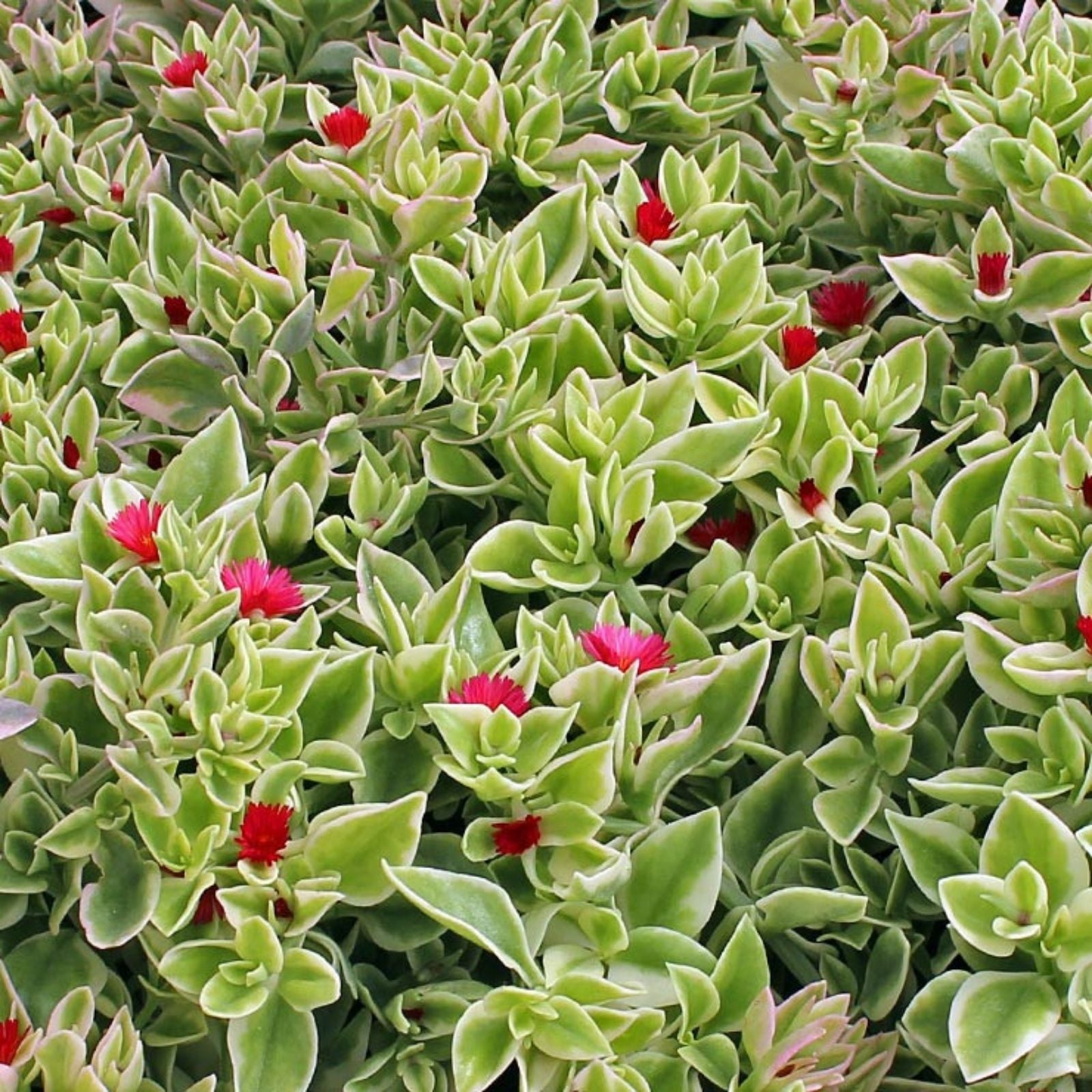 Heartleaf Ice Plant Cuttings 18" Long, Variegata, Drought-Tolerant Succulent, Ground Cover, Mesembryanthemum Cordifolium