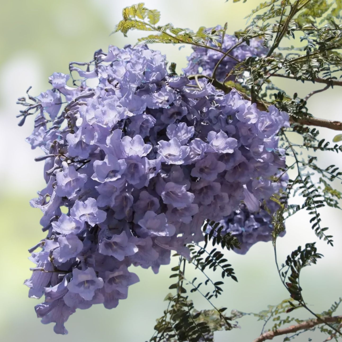 Purple Jacaranda Seeds 40 Count, Fast Growing Flowering Tree, Jacaranda mimosifolia, Ornamental Garden Tree Seeds