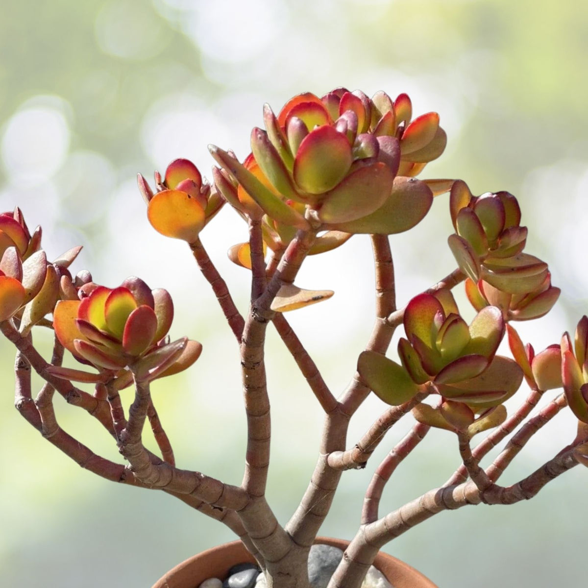 Rare Red Akai Jade Succulent Bare Rooted Bonsai Tree Crassula Ovata 7-8” Indoor Garden Plant
