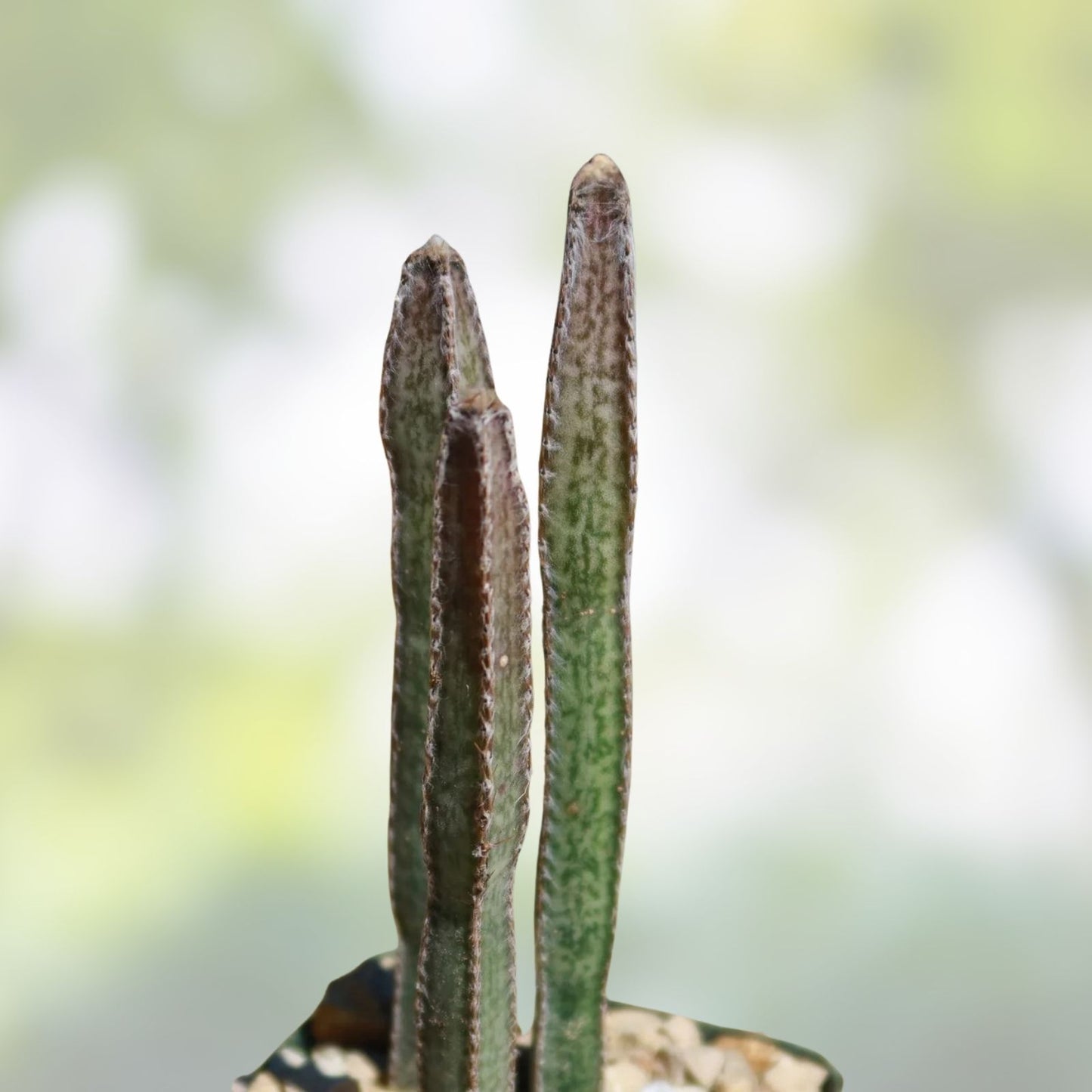 Peniocereus greggii Cactus Plant - 4 Rooted Stems - Unique Desert Succulent for Home Garden Decor