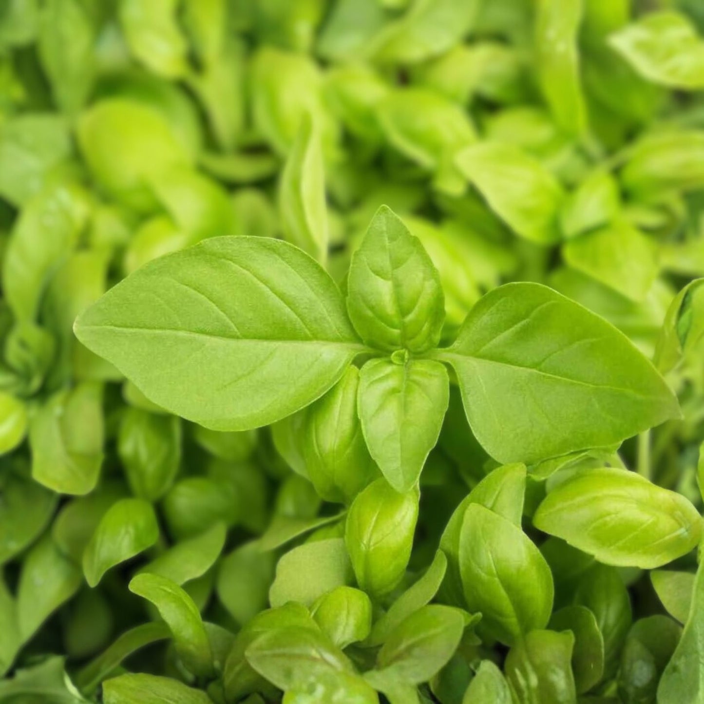 Lemon Basil Seeds - 100 Count Non-GMO Herb Seeds - Culinary Basil (Ocimum basilicum) - Fresh Lemon Flavor