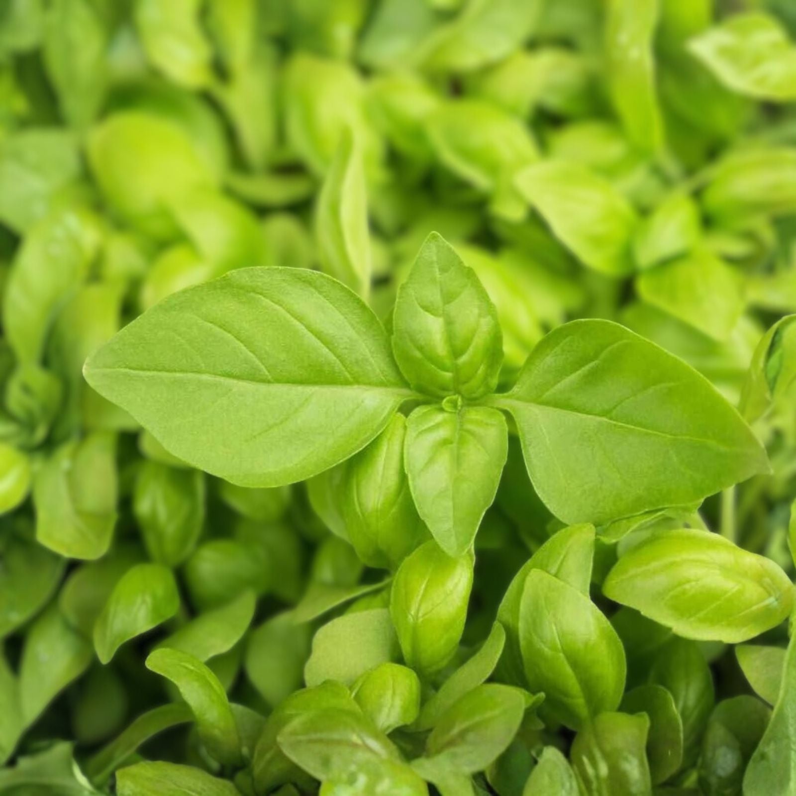 Lemon Basil Seeds - 100 Count Non-GMO Herb Seeds - Culinary Basil (Ocimum basilicum) - Fresh Lemon Flavor