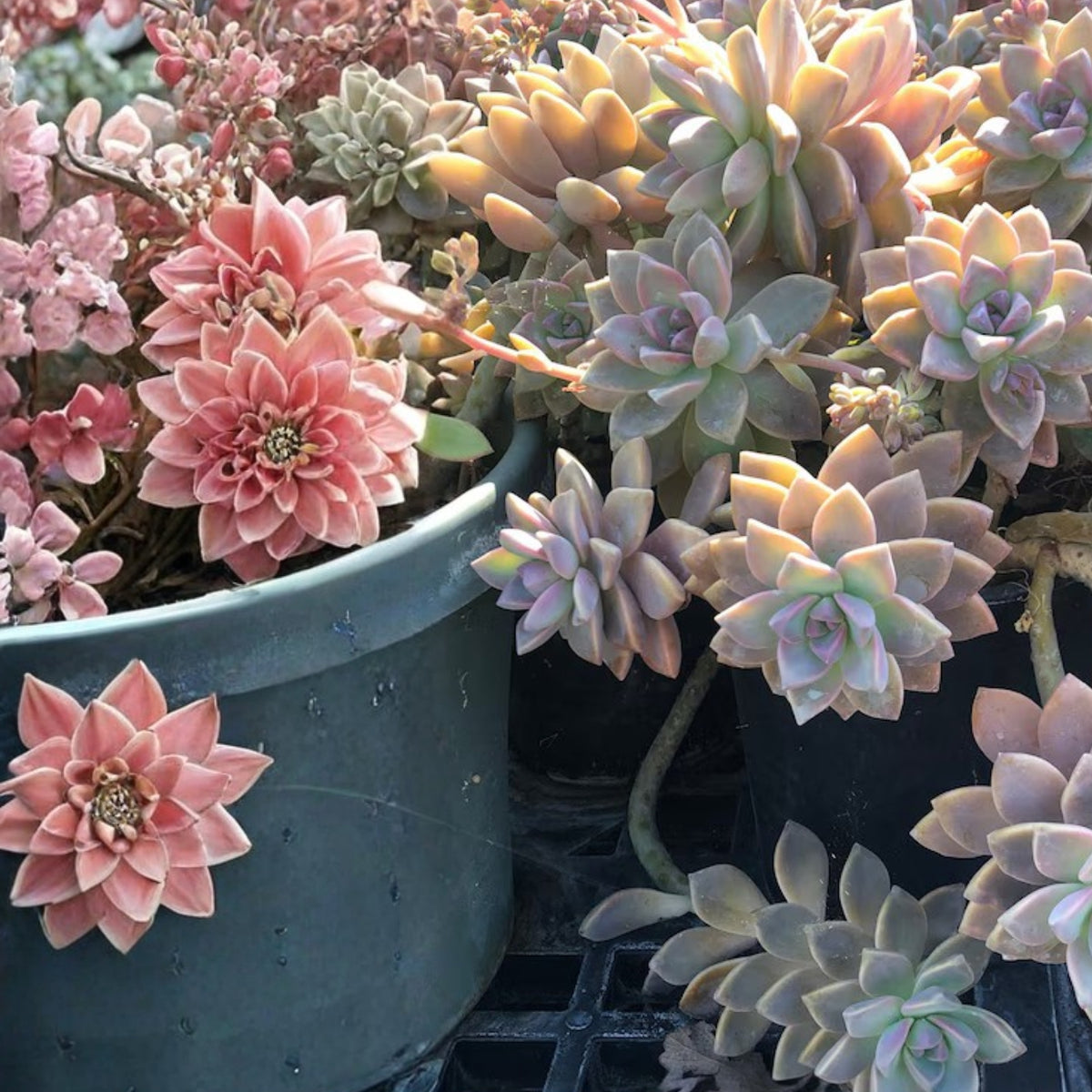 Ghost Plant Succulent - Pastel Hues - Graptopetalum paraguayense - Easy-Care Indoor/Outdoor Plant for Home & Garden