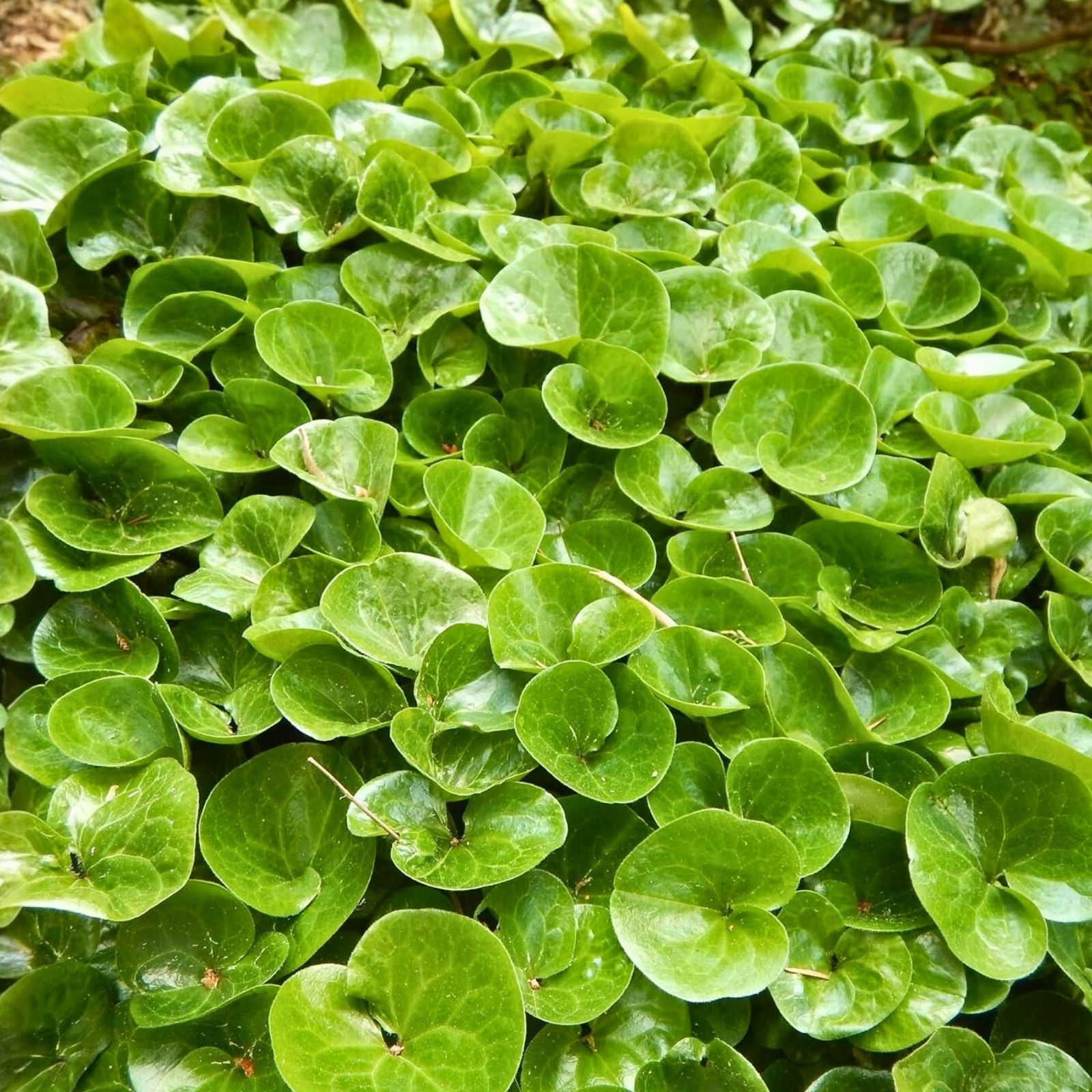 Wild Ginger Seeds 10 Pack - Ground Cover & Spice - Asarum canadense - Perennial Plant for Shade Gardens