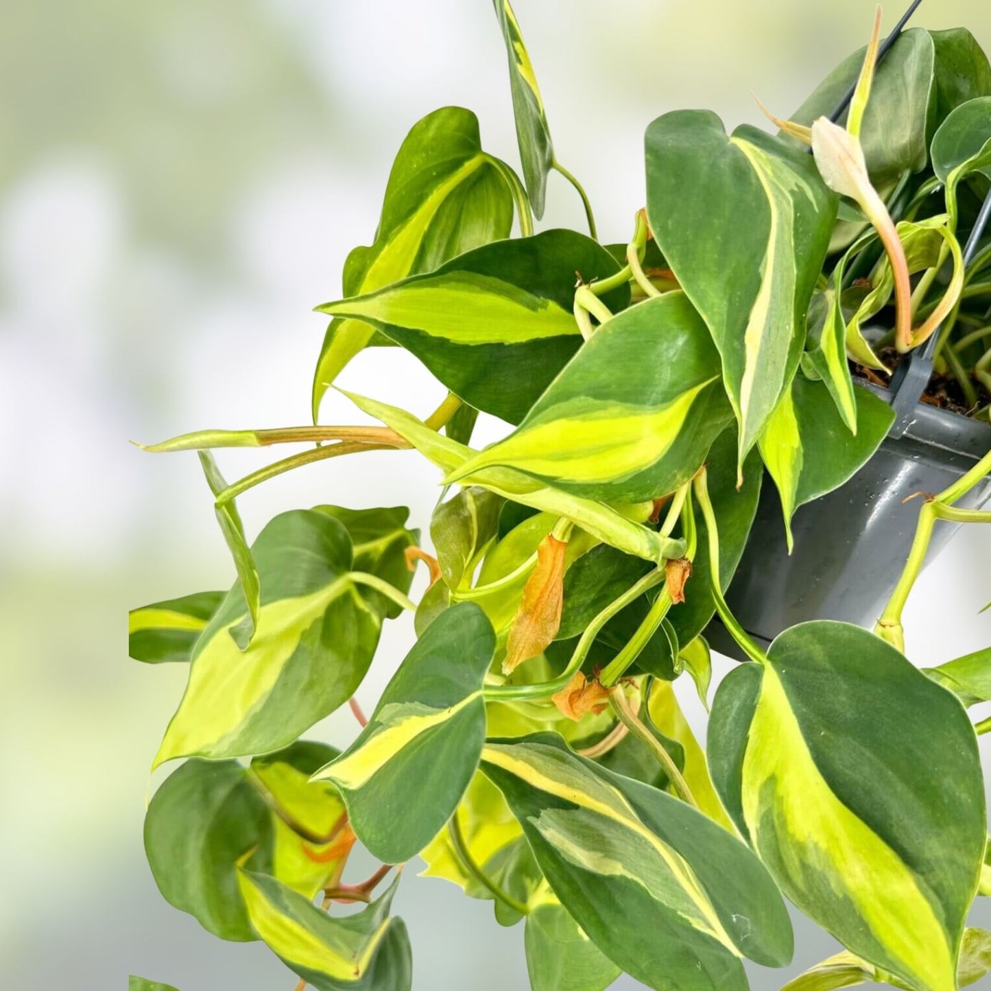 Philodendron Brazil Cuttings - Variegated Dark & Lime Green Leaves - Prerooted Plant Clippings - Philodendron hederaceum