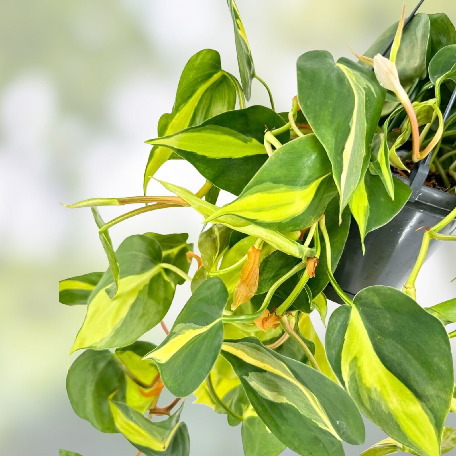 Philodendron Brazil Cuttings - Variegated Dark & Lime Green Leaves - Prerooted Plant Clippings - Philodendron hederaceum