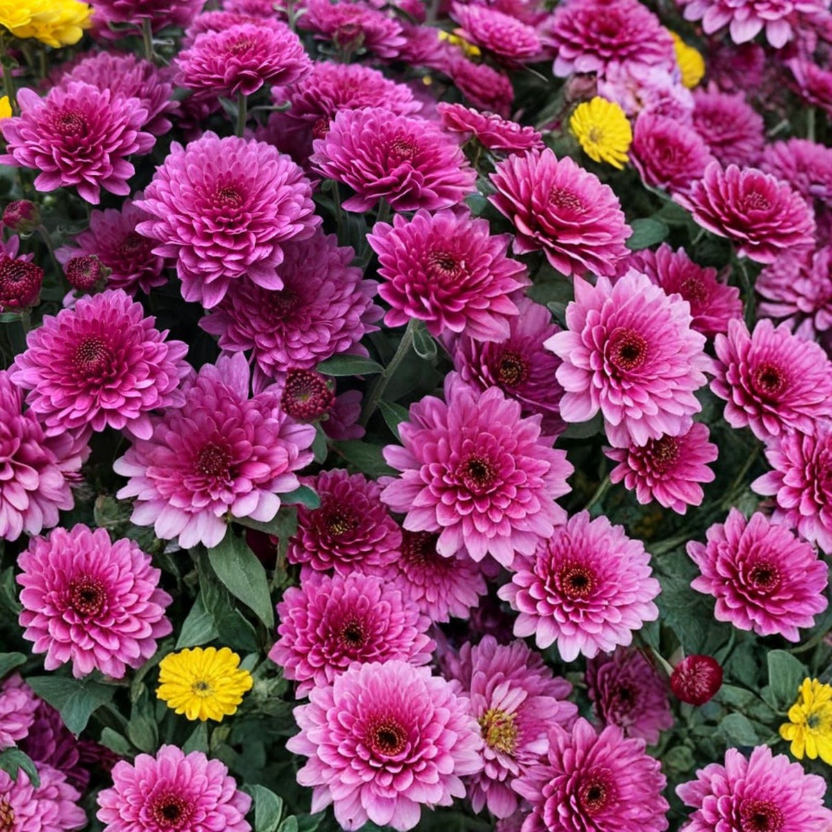 Chrysanthemum Seeds 200+ Ayslee Pink Mum Annual Flower Seeds for Gardens Borders Chrysanthemum Indicum