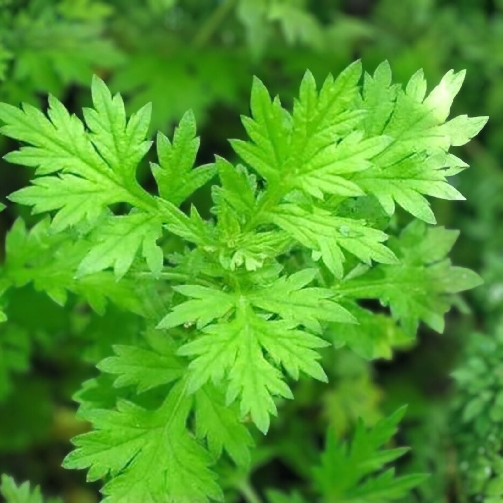 Mugwort Herb Seeds 100 Pack Organic Culinary Plant Artemisia vulgaris Garden Herb Seeds