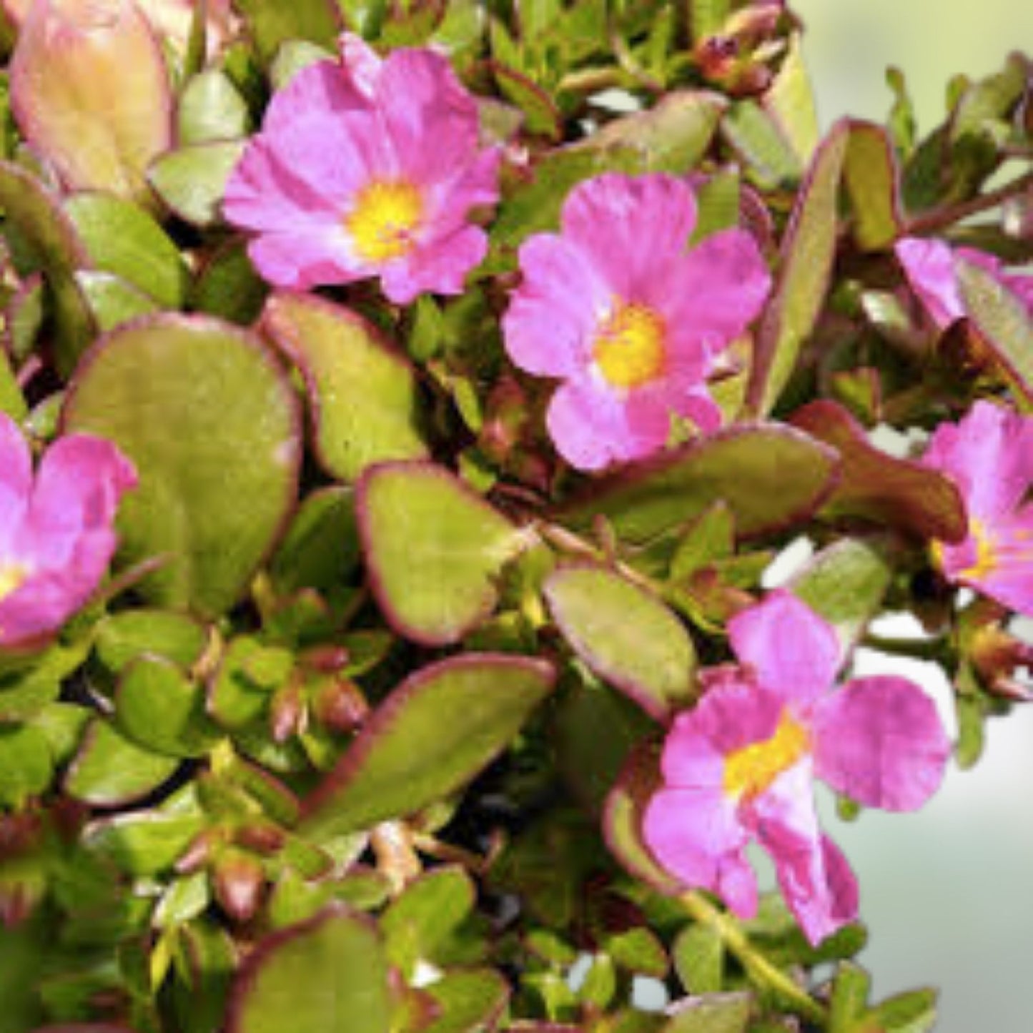 Portulaca Oleracea Lemon Twist Ground Cover Plant, Colorful Purslane, Drought Tolerant, Easy Care, US Seller