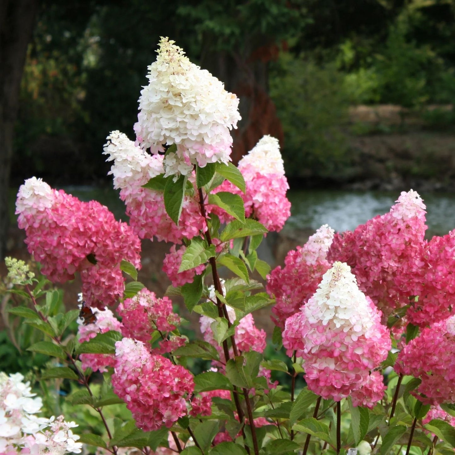 Fresh Unrooted Hydrangea Cuttings - Vanilla Strawberry Variety - Hydrangea paniculata - 5+2 Free Offer
