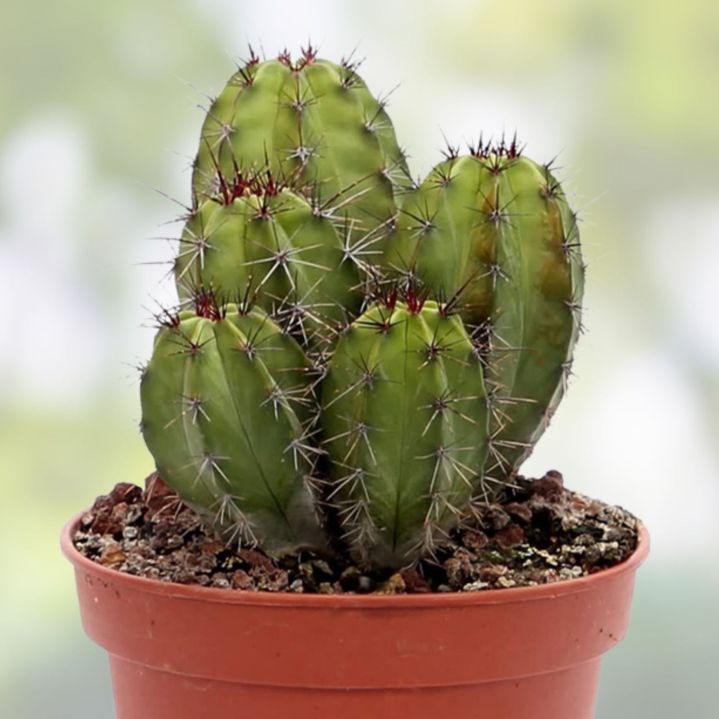 Polaskia Chichipe Cactus Cutting - Unique Succulent Plant for Indoor Decor - Rare Cactus Variety - H12