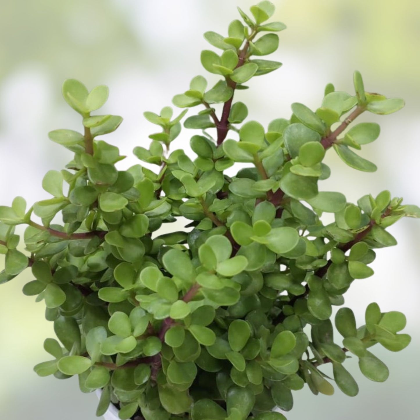 Live Succulent Jade Plant - Crassula Ovata 'Crobys' - Large Indoor Houseplant - Easy Care, Low Maintenance, Green Foliage