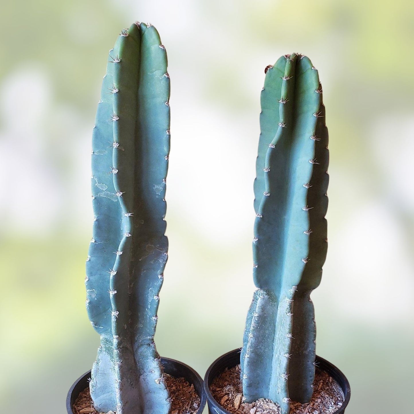 Columnar Cactus Cutting 21" Monstrose Cereus Peruvianus Spiralis Succulent Plant