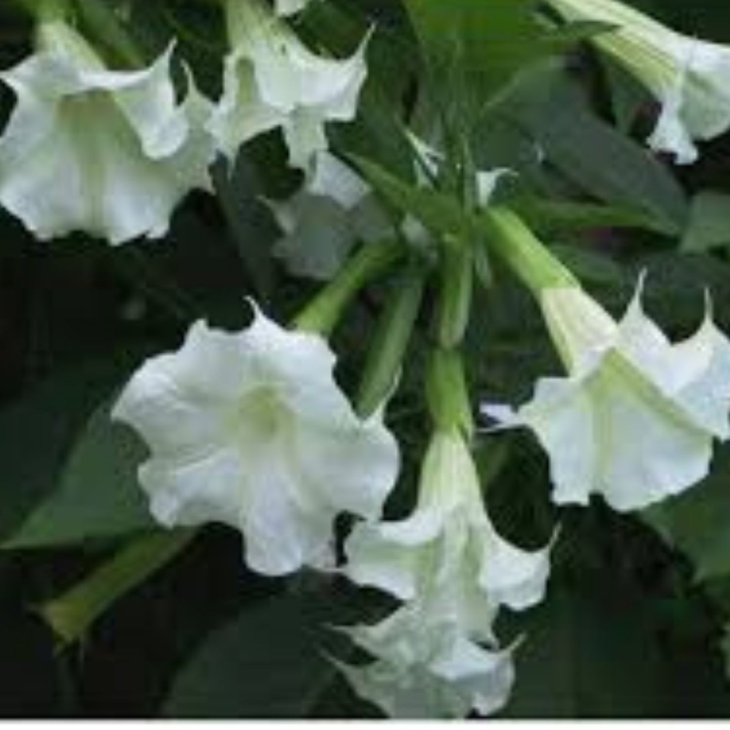 Brugmansia Suaveolens Seeds - 10 White Angel's Trumpet Seeds - Tropical Exotic Flowering Plant - Perennial Garden Seeds