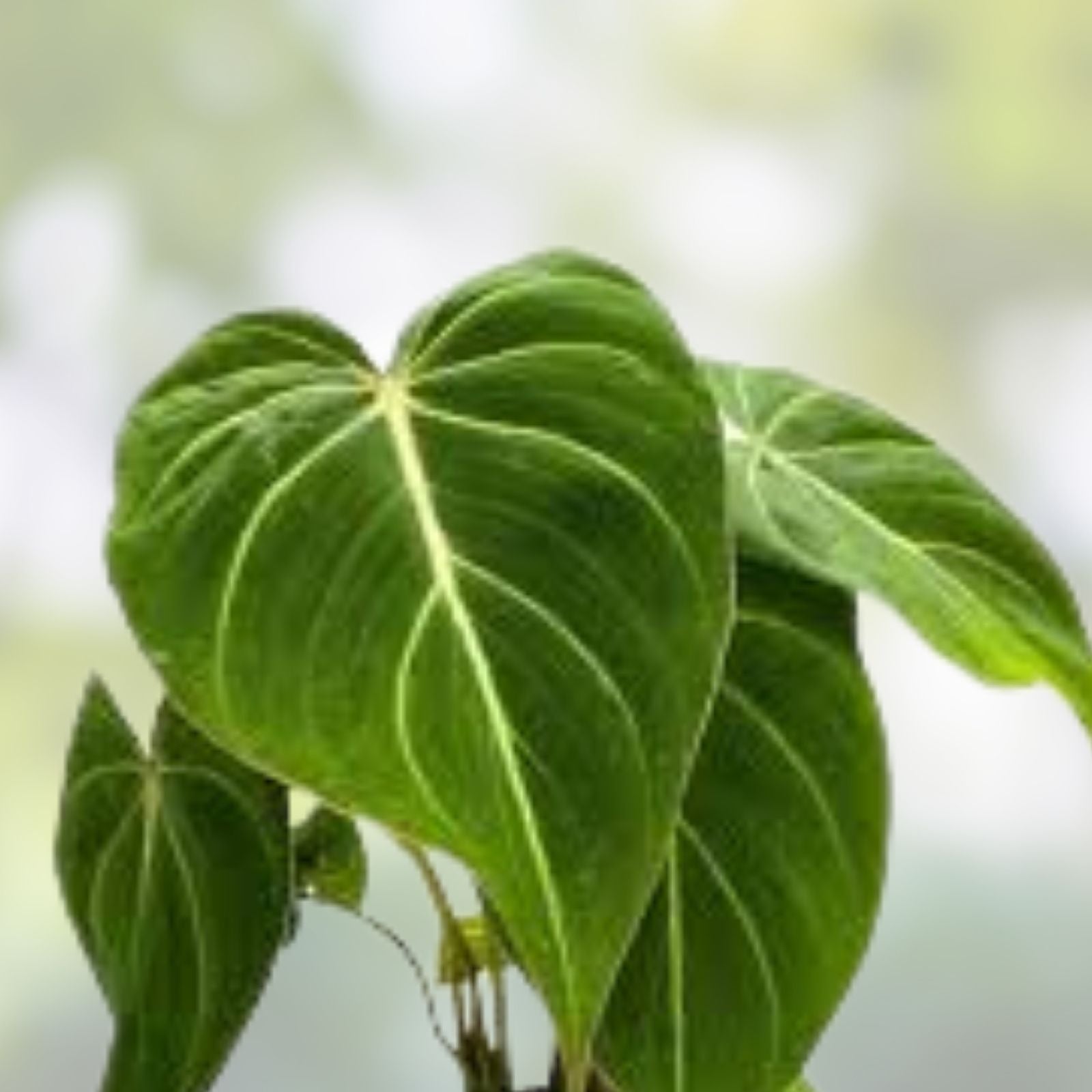 Philodendron Gloriosum Plant 4-inch Pot Rare Velvet Aroid Live Plant Healthy Rooted Indoor Plant