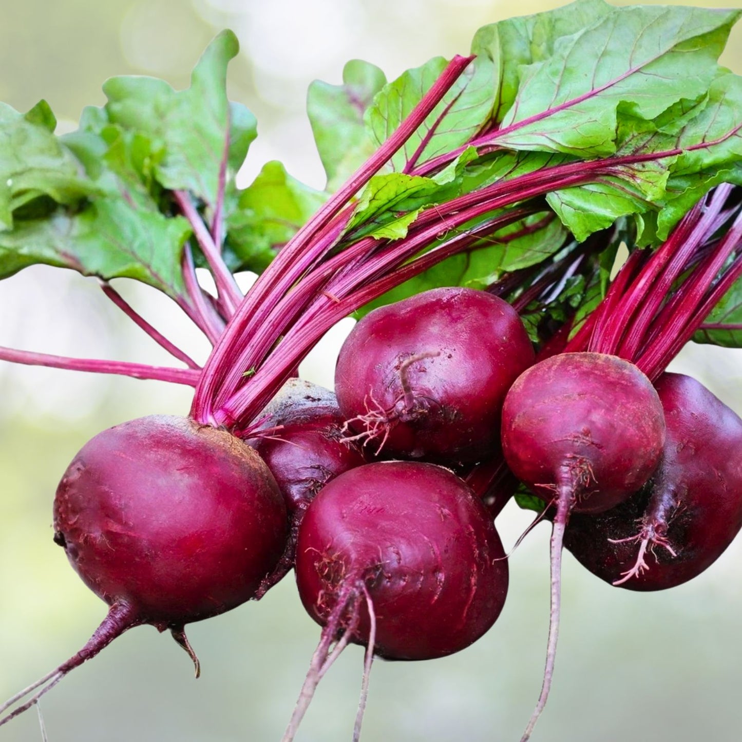Ruby Queen Beet Seeds - 25+ Heirloom Non-GMO Dark Red Sweet Beet Seeds - Beta vulgaris, Organic Vegetable Seeds