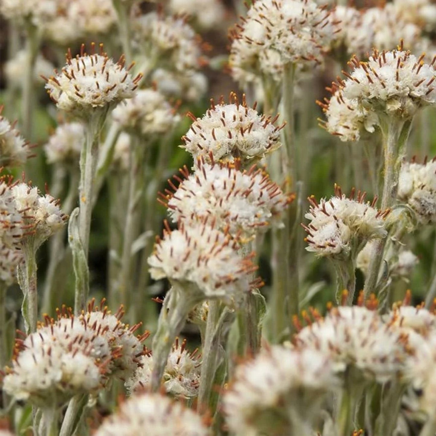 Prairie Pussytoes Seeds 100 Pack - Antennaria neglecta Wildflower Native Plant for Garden, Pollinator Friendly, Perennial Seed