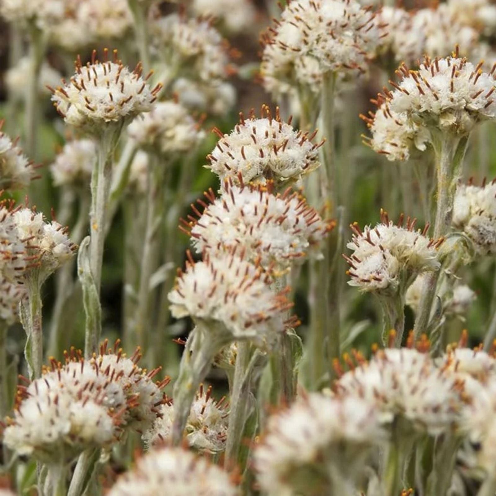 Prairie Pussytoes Seeds 100 Pack - Antennaria neglecta Wildflower Native Plant for Garden, Pollinator Friendly, Perennial Seed