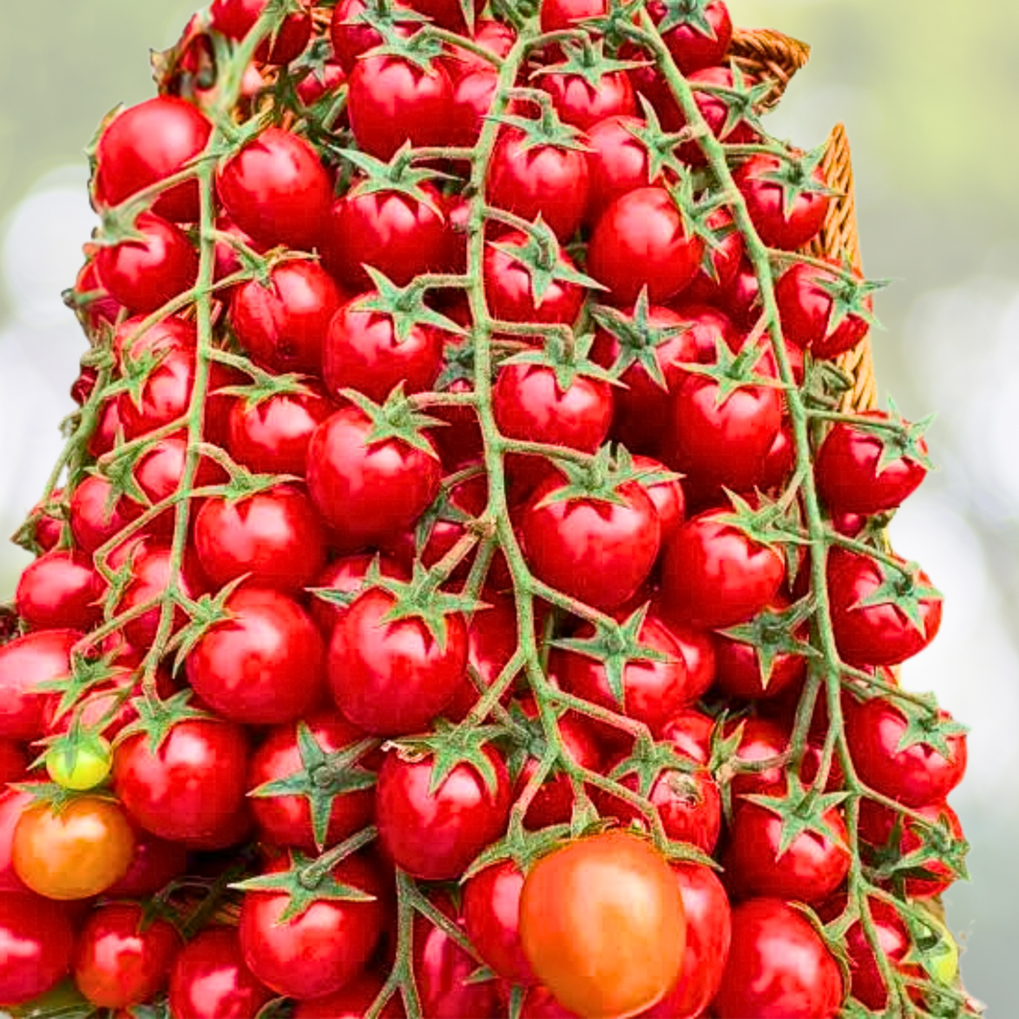 200pcs Waterfall Tomato Seeds - Heirloom Non-GMO High-Yield Variety - Solanum lycopersicum