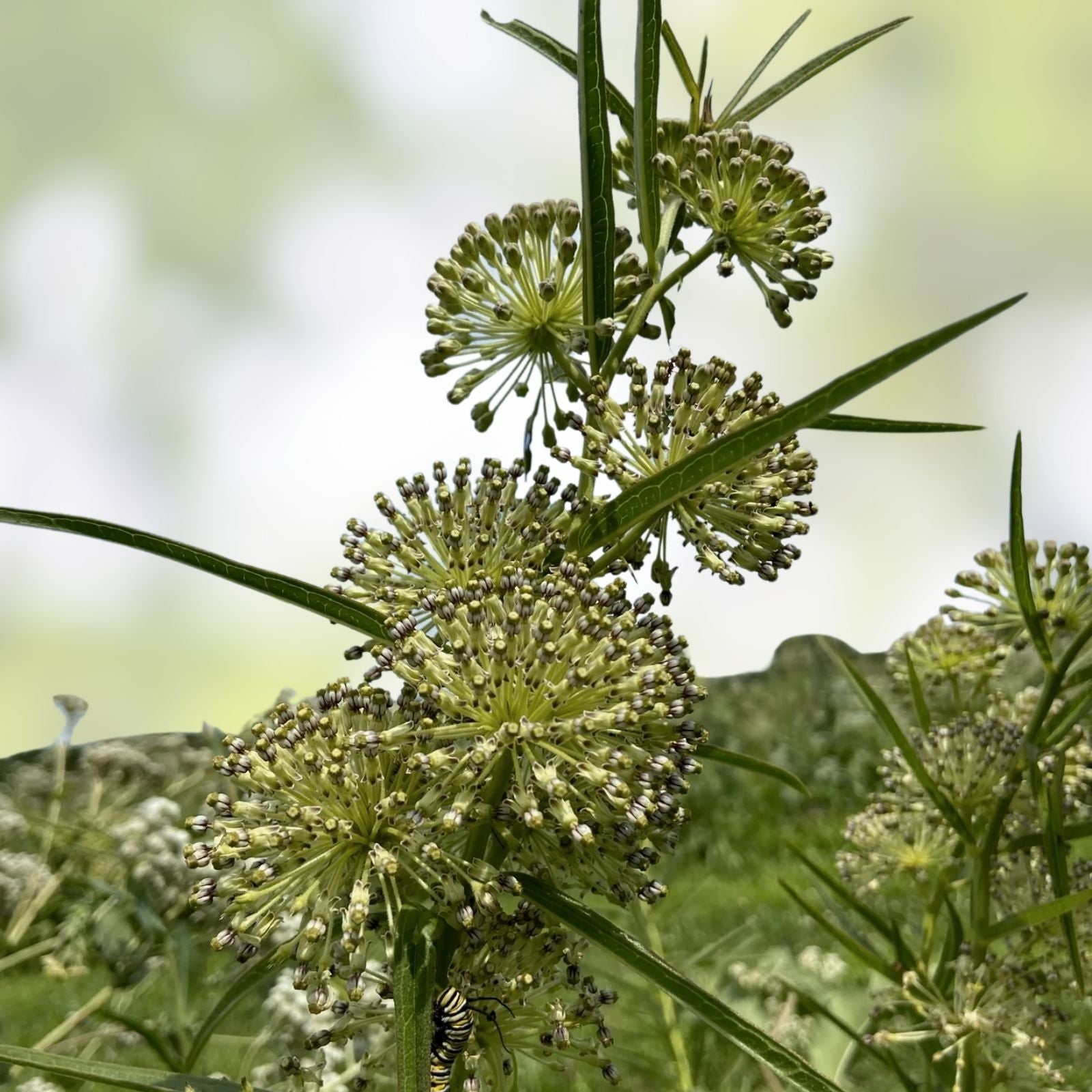 Tall Green Milkweed Seeds 50 Pack - Asclepias hirtella Native Pollinator Plant for Gardens