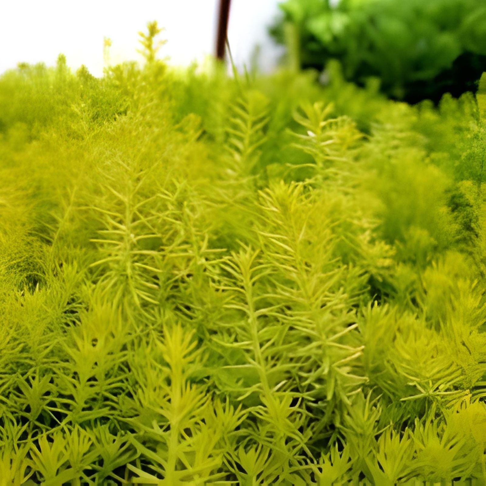 50 Sedum Cuttings – Rupestre Angelina & Sarmentosum Stonecrop Edible Succulent Plants, Hardy Ground Cover, Drought Tolerant, Easy to Grow