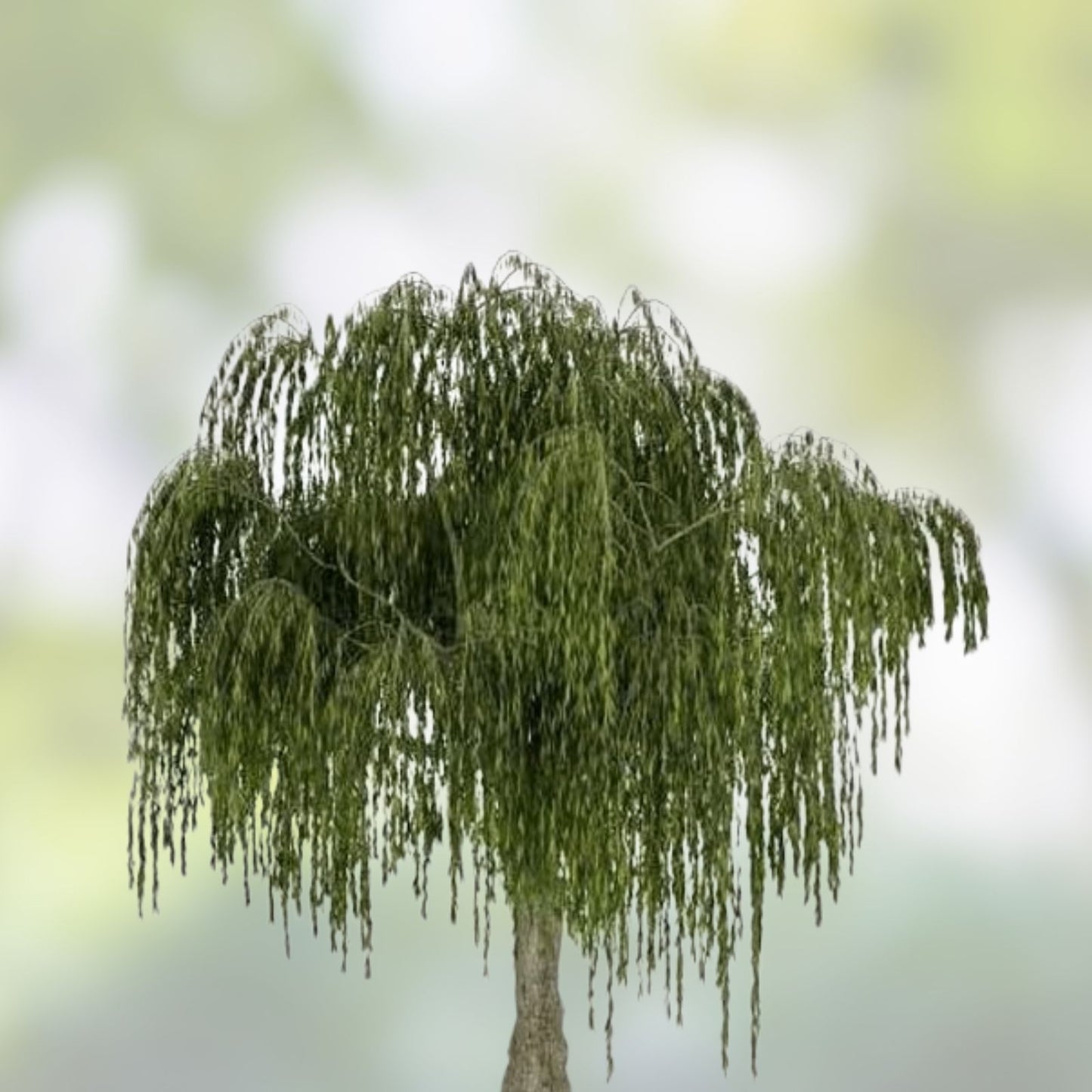 Weeping Willow Cuttings, 9 Organic Salix Babylonica Bonsai Spec, Live Plant Propagation Material