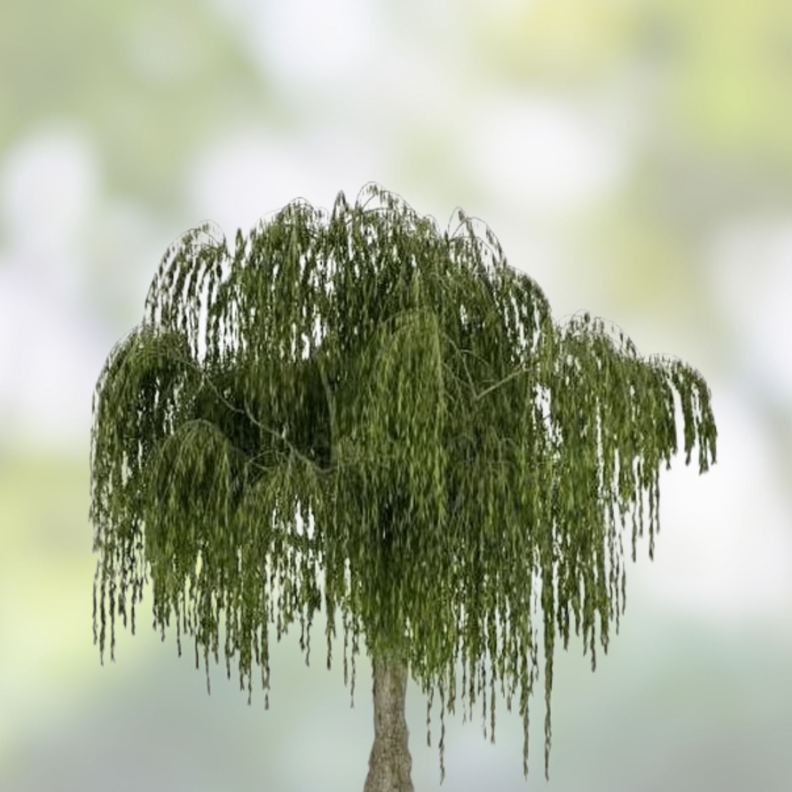 Weeping Willow Cuttings, 9 Organic Salix Babylonica Bonsai Spec, Live Plant Propagation Material