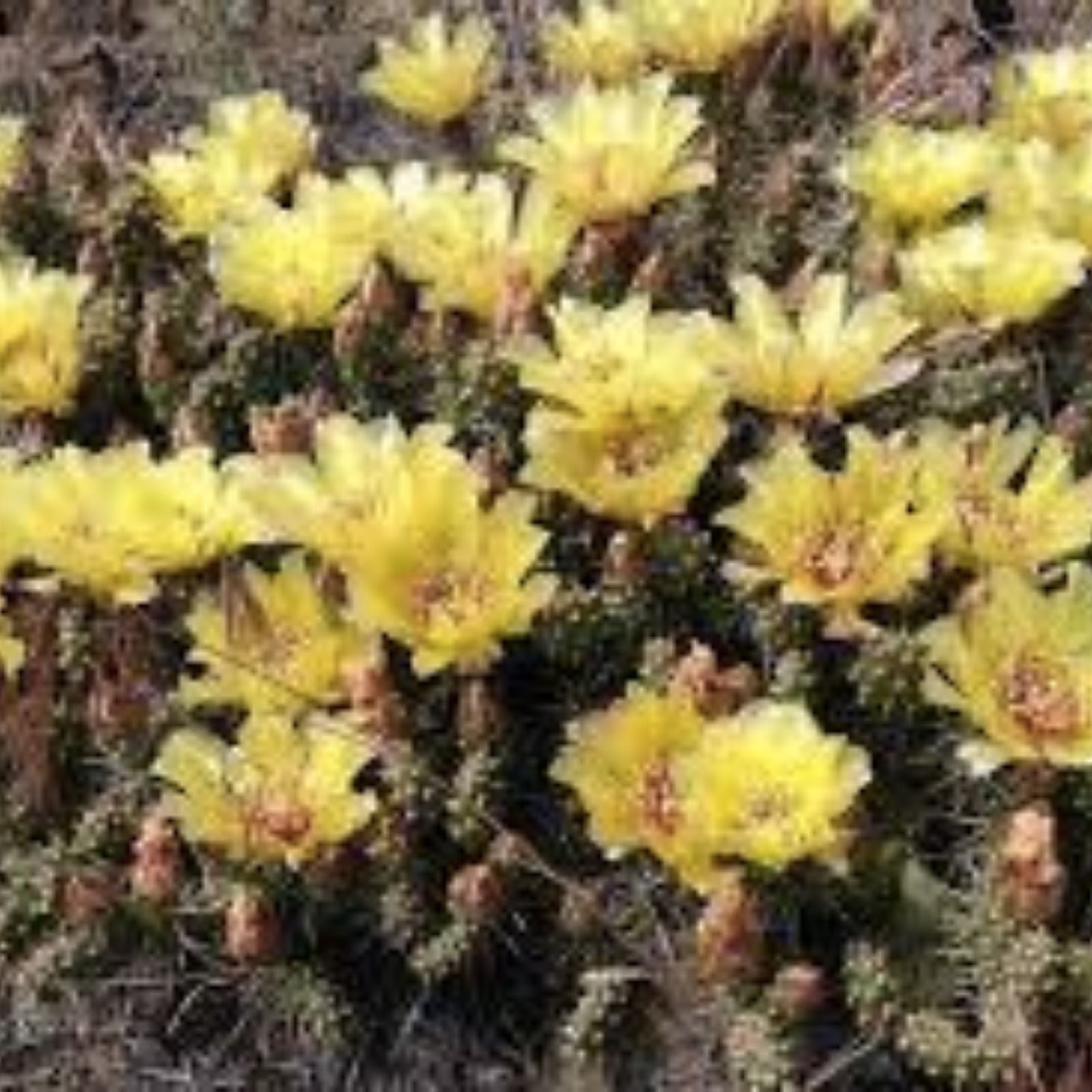 Rooted Cactus Plant Opuntia Fragilis Brittle Prickly Pear Drought-Tolerant Succulent Lake of the Woods MN