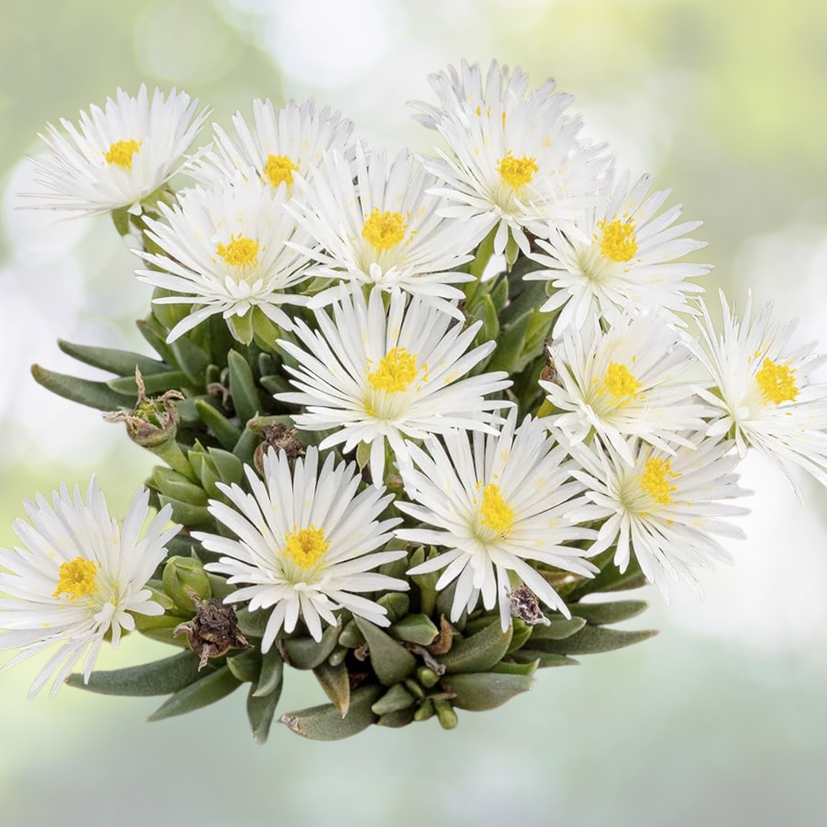 Ice Plant Cuttings 5x6" Yellow & White Succulents, Delosperma, Fresh, No Roots, No Soil, No Pots