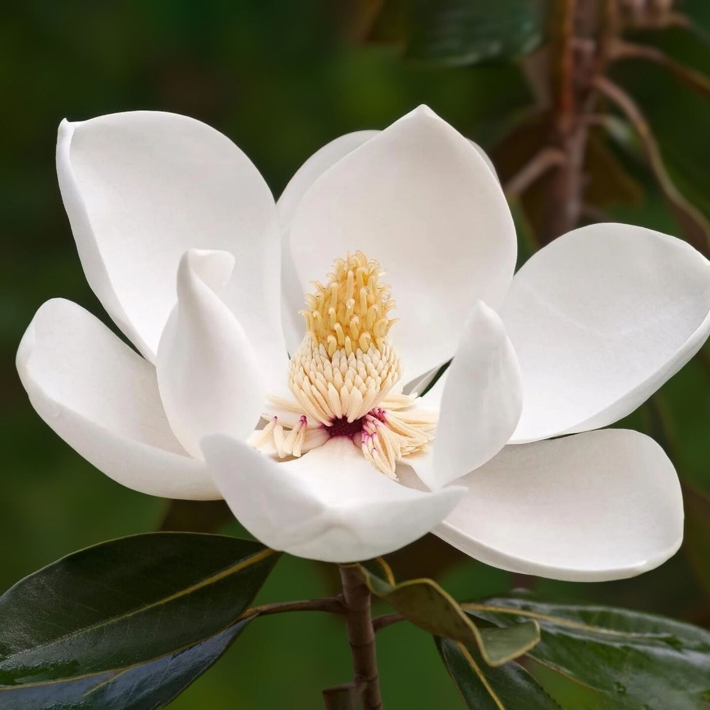 Yulan Magnolia Tree Seeds - 5 Pack - Pink Flowering Buds - Magnolia denudata - Ornamental Garden Plant