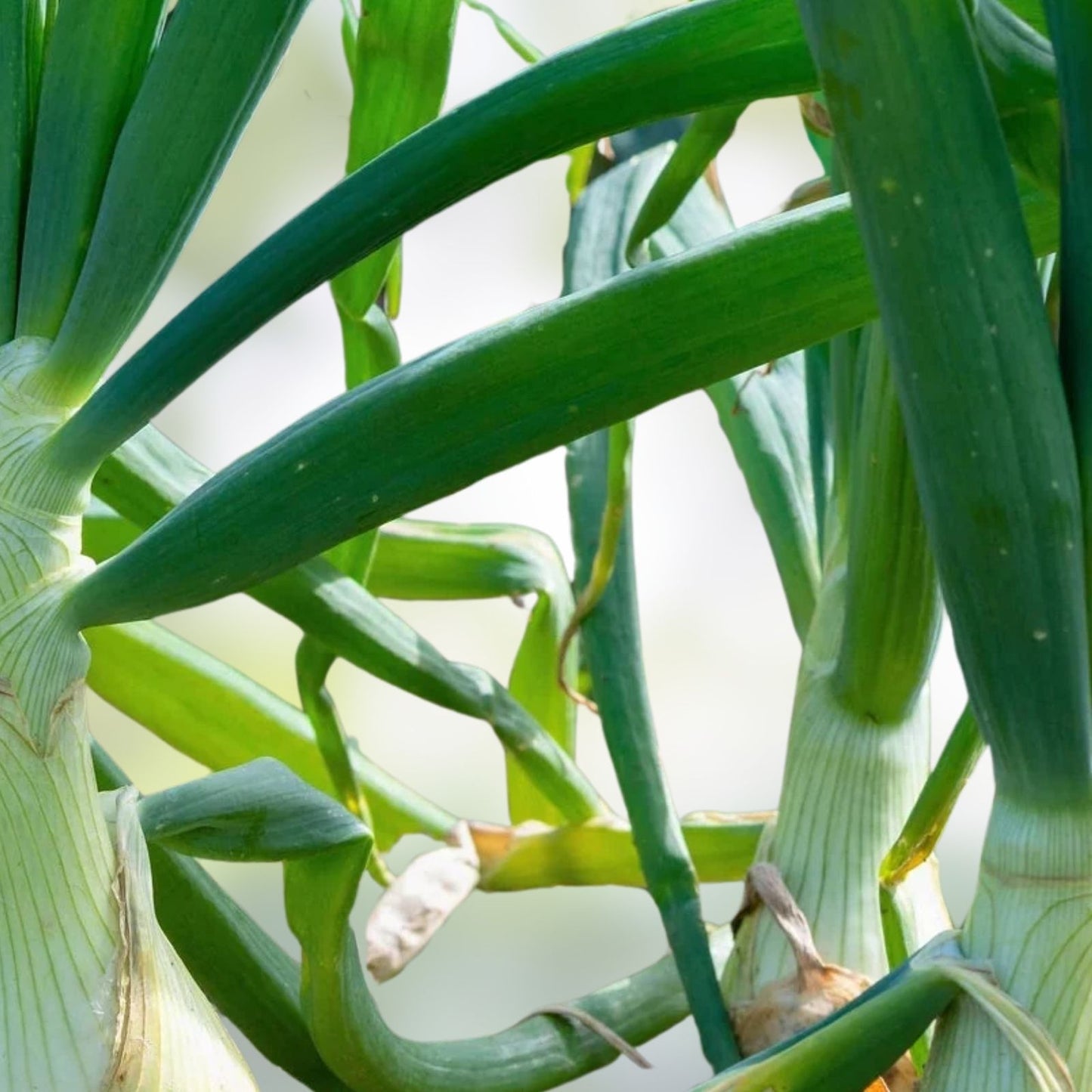 Spanish White Onion Seeds – Heirloom Non-GMO Sweet Allium cepa Vegetable Seeds for Gardening and Cooking