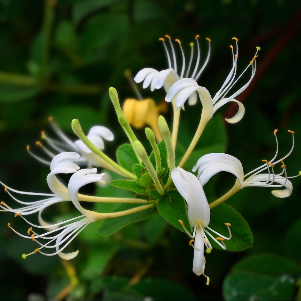 Japanese Honeysuckle Vines - 12 Live Rooted Plants - Fragrant Heirloom Variety - Lonicera japonica