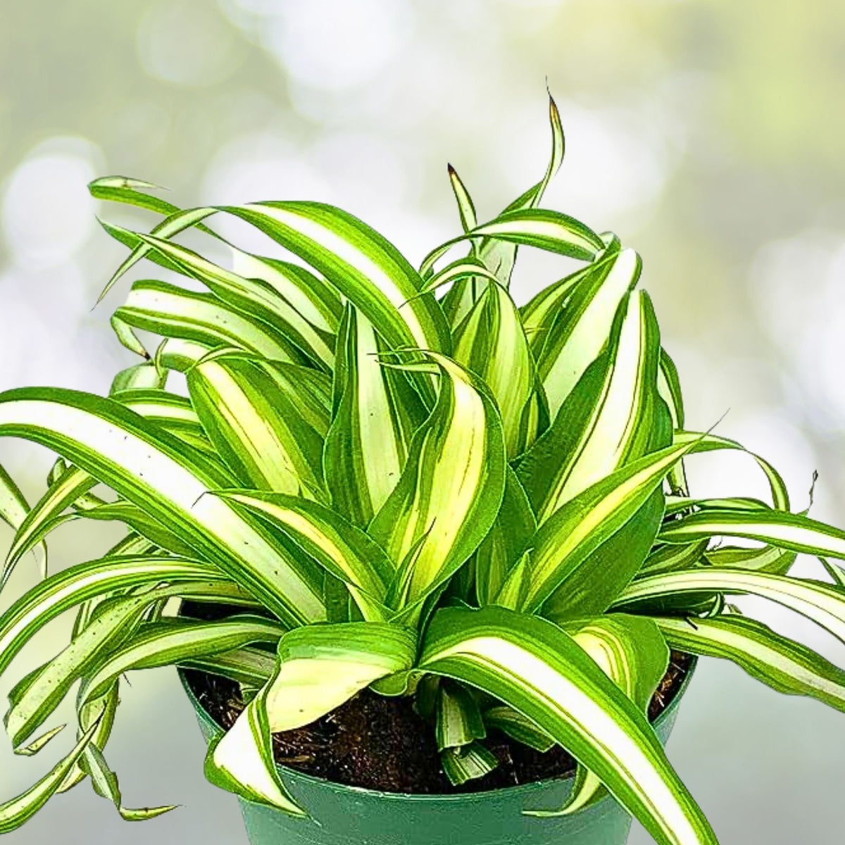 Variegated Spider Plant Set of 2 Plugs - Chlorophytum Comosum - Live Starter Plants for Home Decor & Air Purification