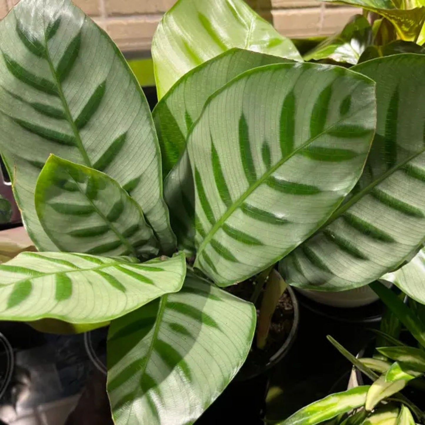 Goepperia Calathea Bella Carlina - 6" Pot - Rare Indoor Houseplant - Calathea Genus