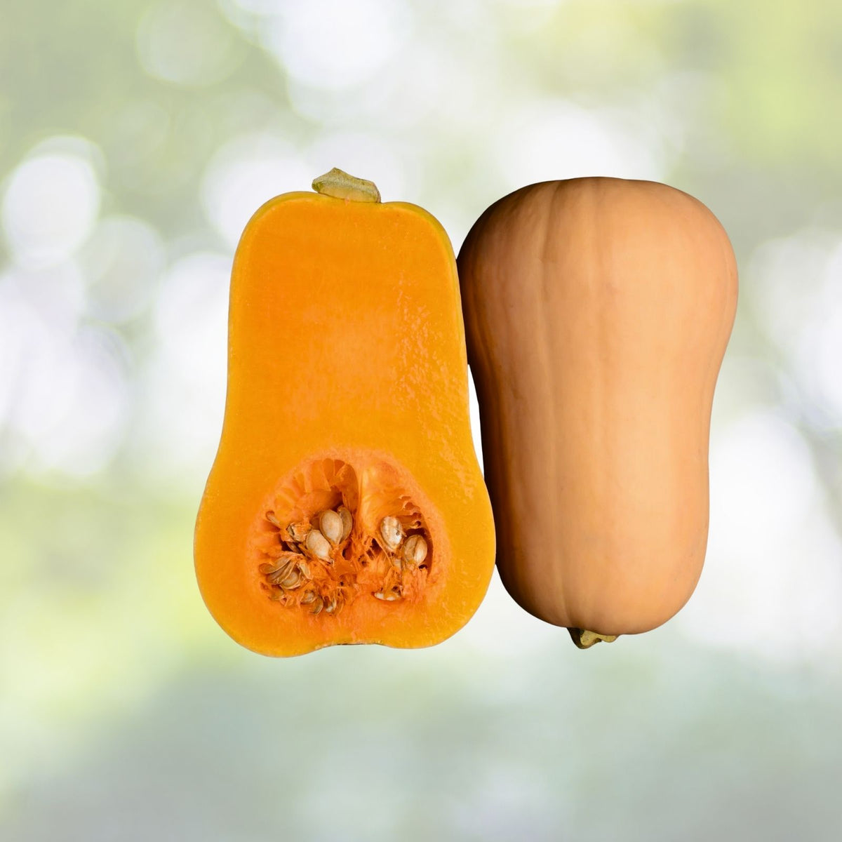 Butternut Winter Squash Seeds - Non-GMO Heirloom Organic Vegetable Seeds - Cucurbita moschata