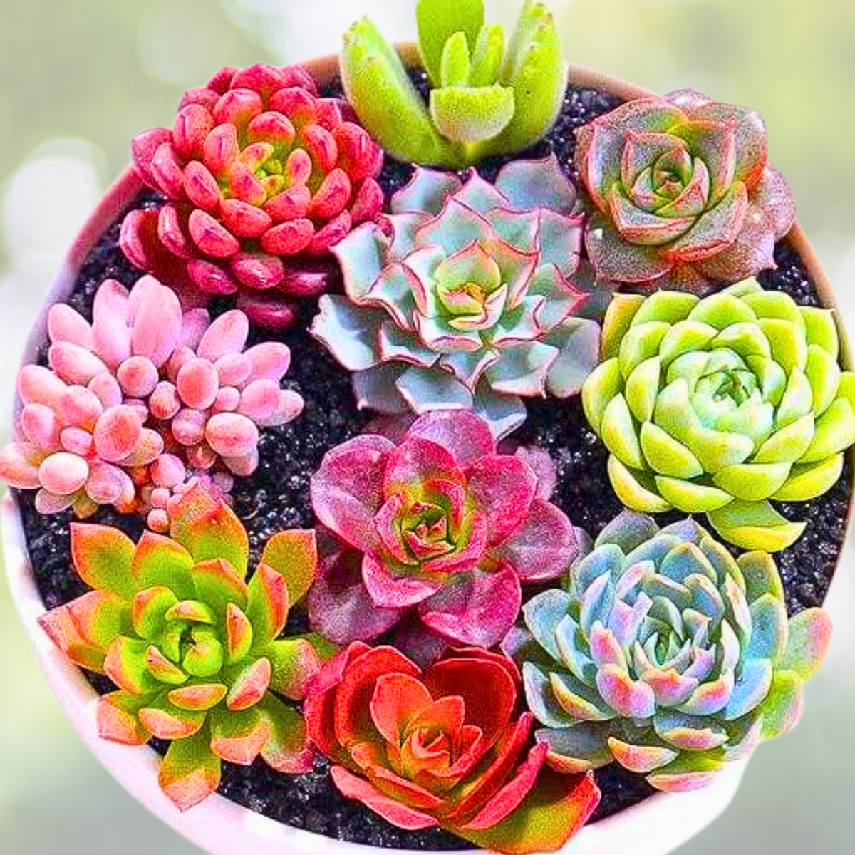 200pcs Rare Mixed Succulent Seeds - Colorful Collection of Unique Varieties - Ideal for Plant Enthusiasts and Gardeners