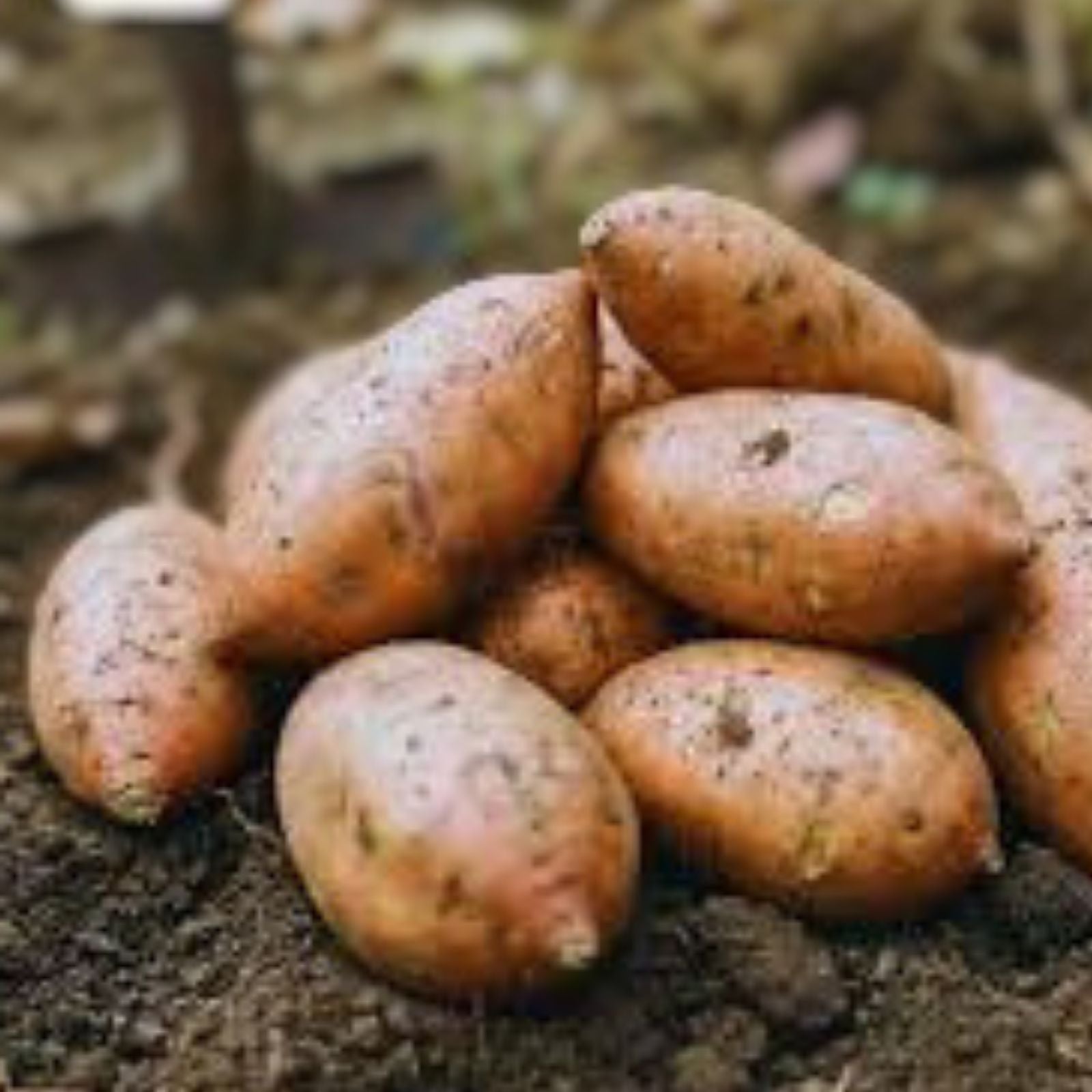Sweet Potato Cuttings - 5 Rooted Heirloom 'Blackie' - Ipomoea batatas - Perfect for Pots and Beds