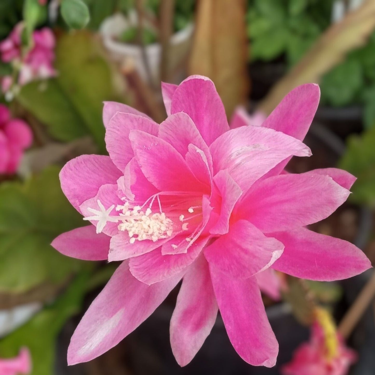 Epiphyllum Cuttings All That Jazz Orchid Cactus Rare Succulent Variety Don's Cuttings