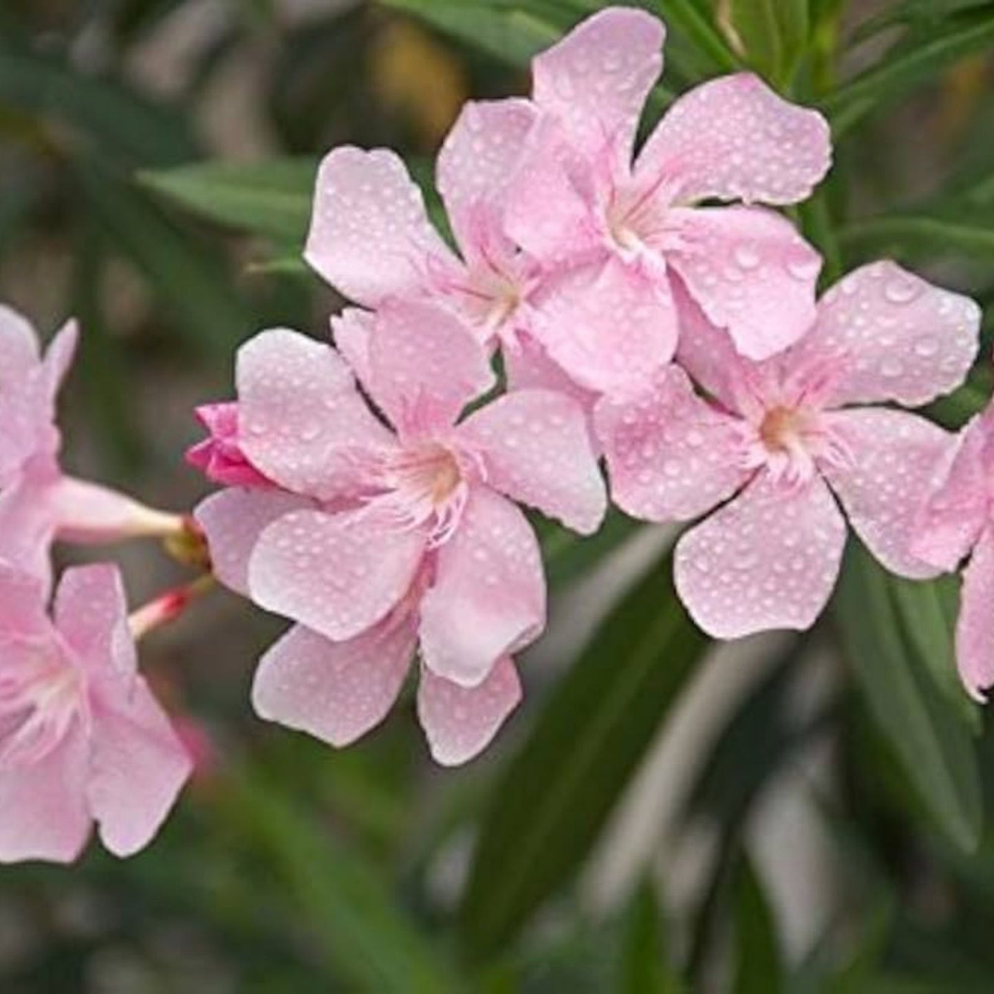 Pink Oleander Seeds - Nerium Oleander - Exotic Garden Tree Seeds - 60 Pack for Landscaping and Garden Use