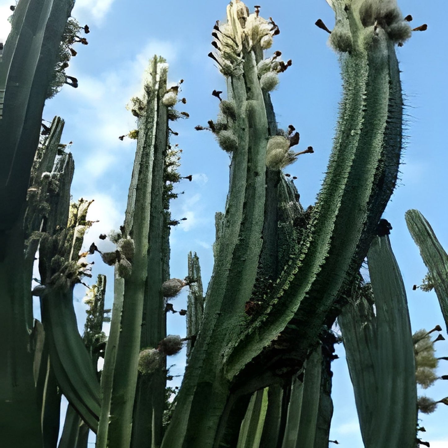 Stenocereus Queretaroensis Cutting | Live Succulent Plant | Pitaya Cactus Variety | Easy Care Desert Plant