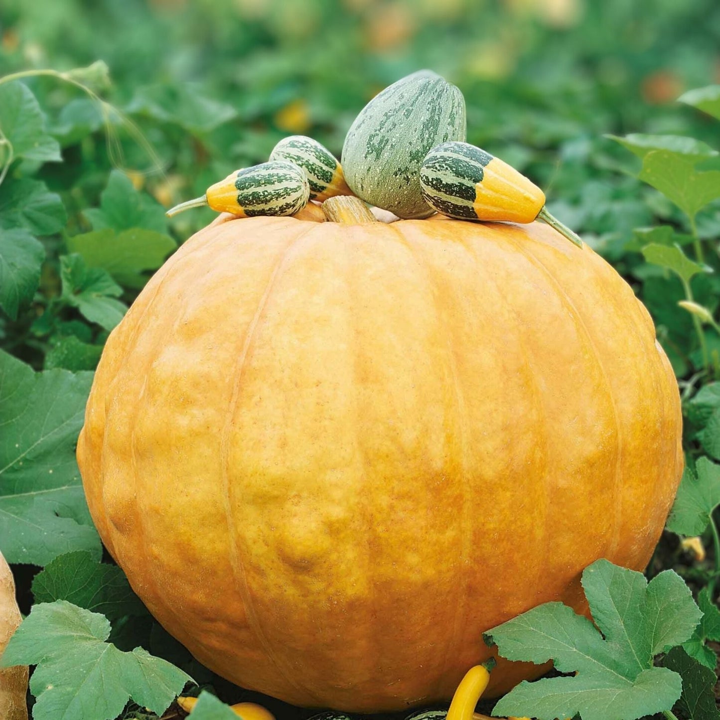 Big Max Pumpkin Seeds - Organic USA Seeds - 10 Count for Giant Pumpkins - Cucurbita maxima