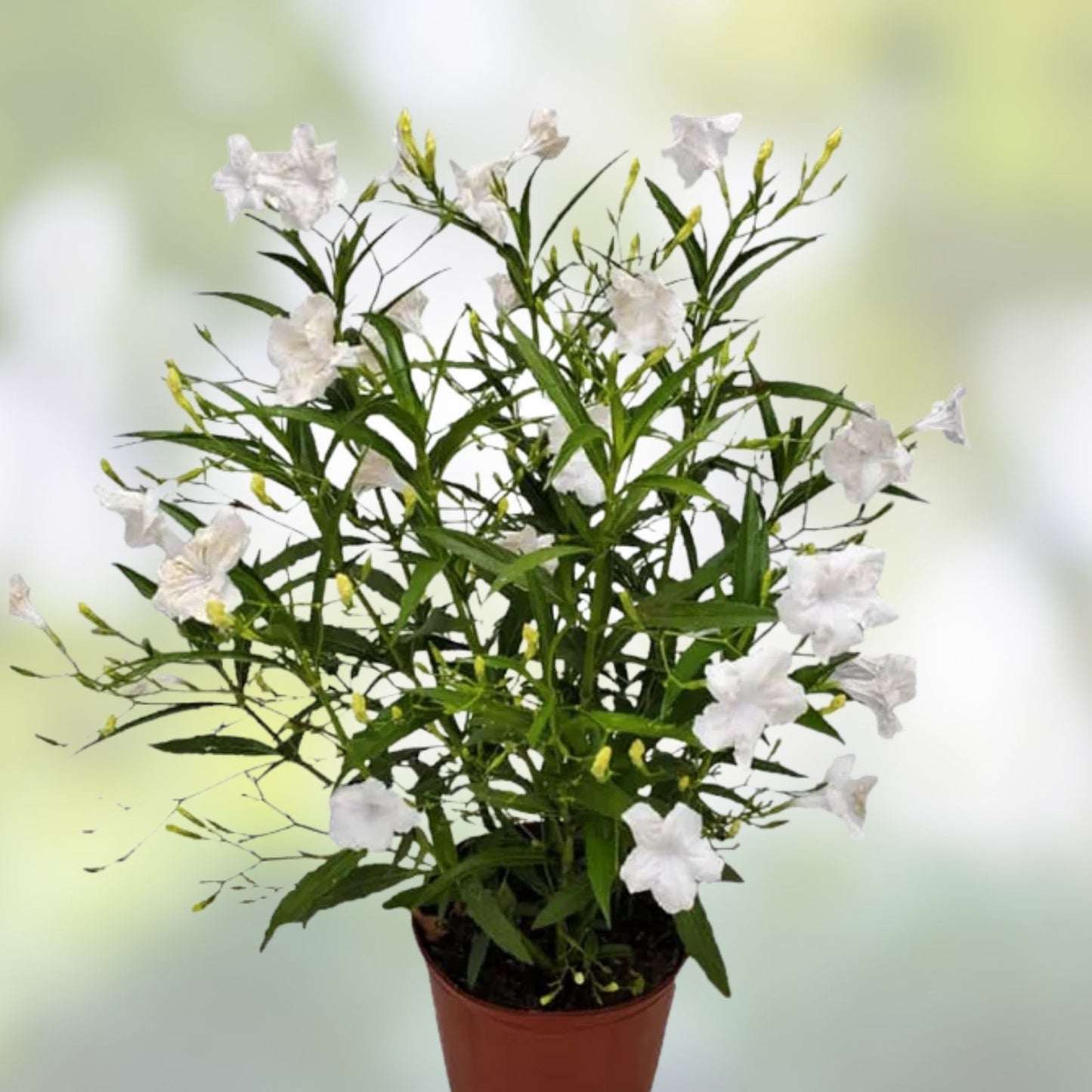 White Mexican Petunia Cuttings - 4 Live 6-8" Ruellia Tuberosa - Rare Unrooted Plant Cuttings