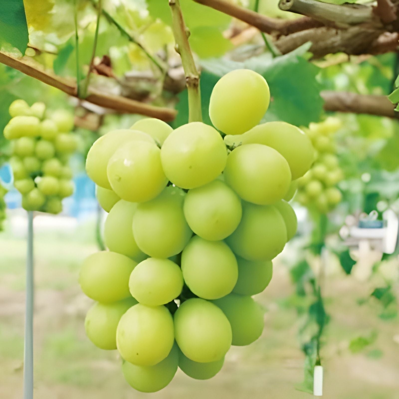 Golden Muscat Grape Cuttings – 4 Healthy 2-3 Node Vitis vinifera for Grafting and Rooting