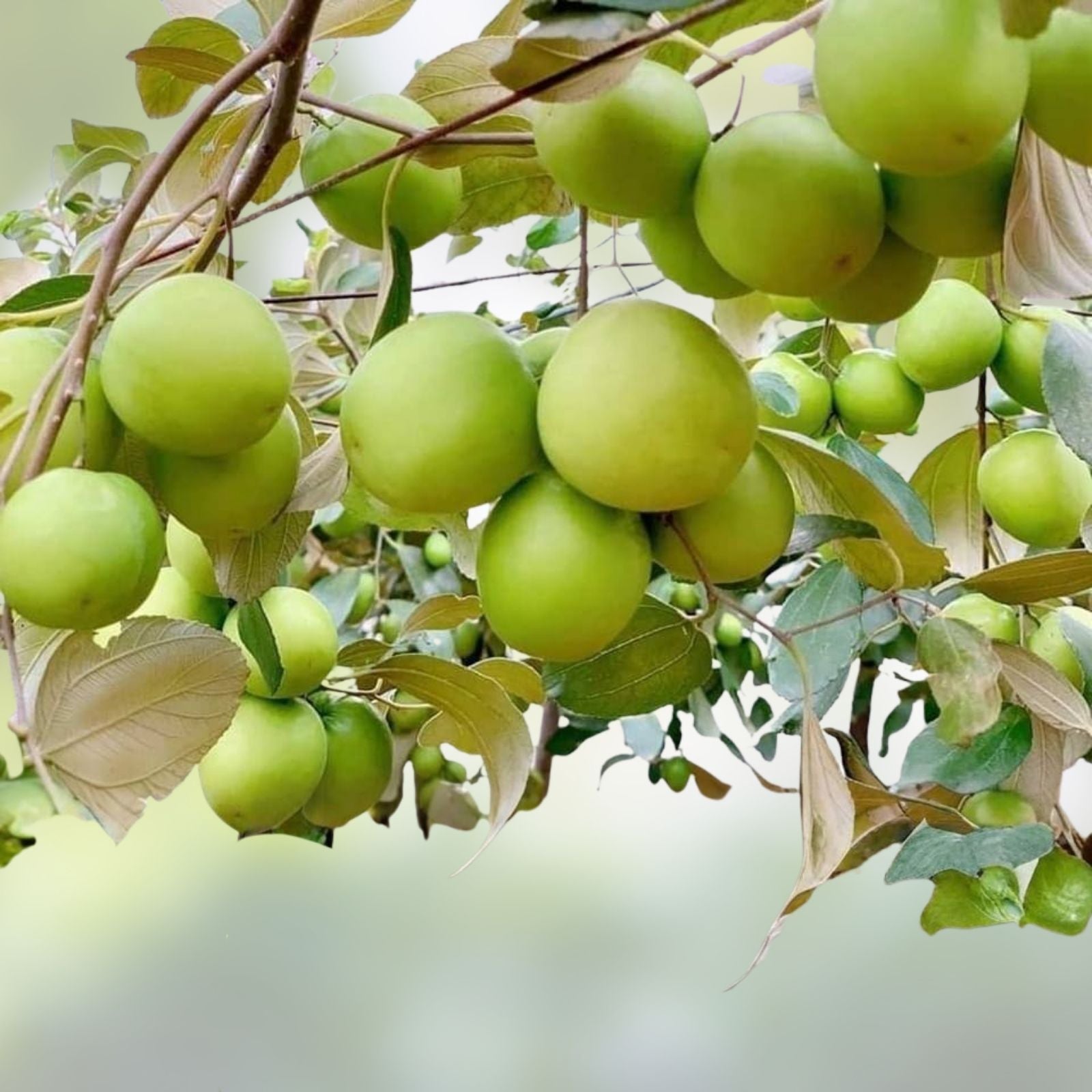 Taiwan Green Jujube Tree Graft Cutting 10" Juicy Sweet Ziziphus jujuba Fruit Tree, Edible, Fruit-bearing Plant
