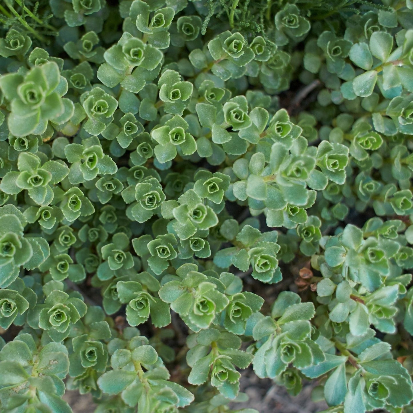 Sedum spurium Connie Mayer Cuttings | Succulent Plant Propagation | Easy to Grow Ground Cover